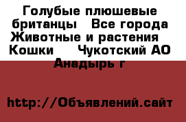 Голубые плюшевые британцы - Все города Животные и растения » Кошки   . Чукотский АО,Анадырь г.
